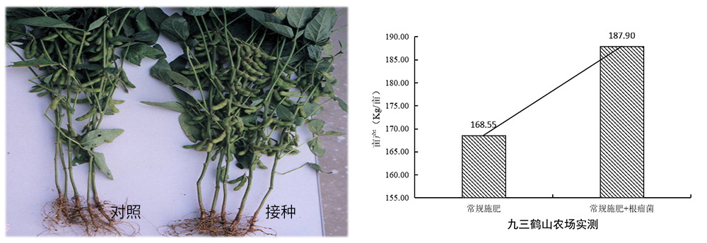 領(lǐng)先生物推進根瘤菌劑應用助力大豆產(chǎn)能提升